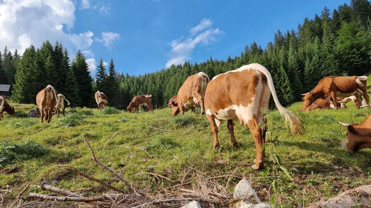 Mountain Eco Chalet Konjska Dolina On 1400 M Asl -Near Pokljuka Srednja Vas v Bohinju Bagian luar foto